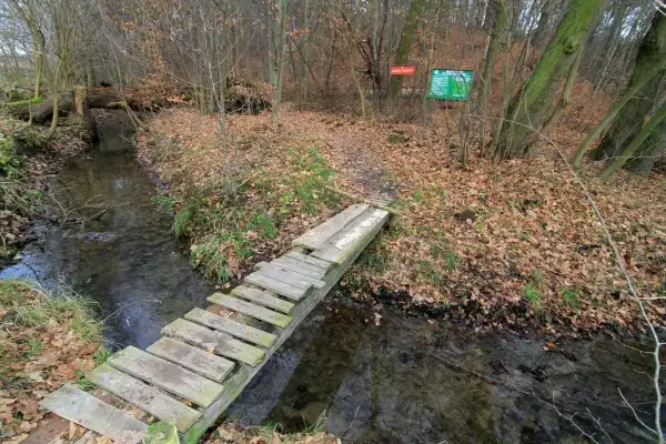 Rezerwaty przyrody na Śląsku - odkryj ich piękno i tajemnice