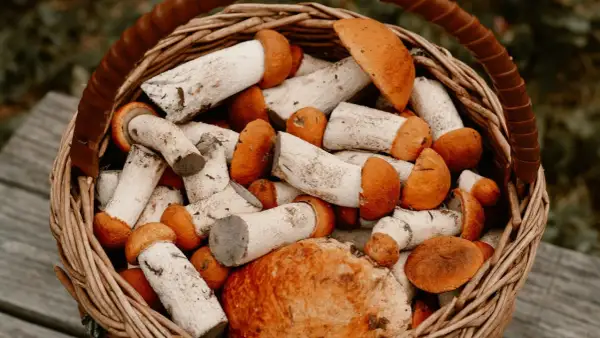 Gdzie na grzyby na Śląsku? Odkryj najlepsze miejsca na zbiór grzybów